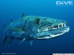 Barracuda mares tropicales