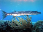 Barracuda, espetón o aspet