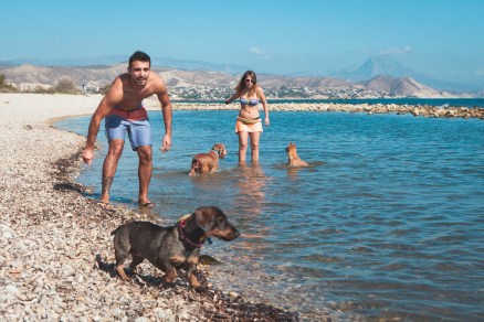 Sesión playa perros-4