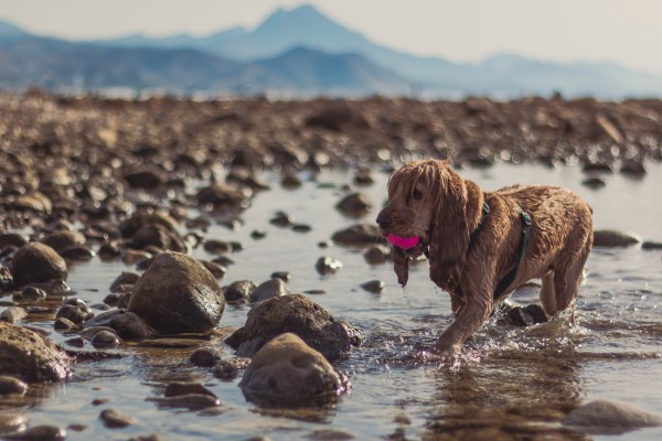 Alex Basha Premio concurso El Campello 2018
