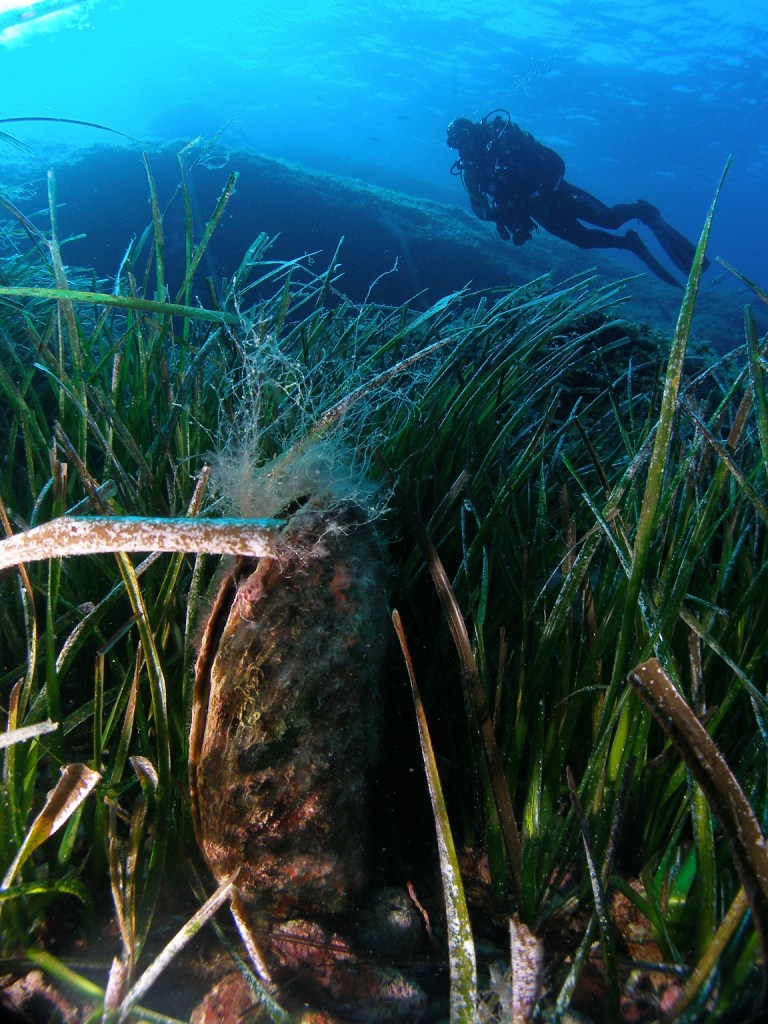 Nacra entre Posidonia El CAmpello